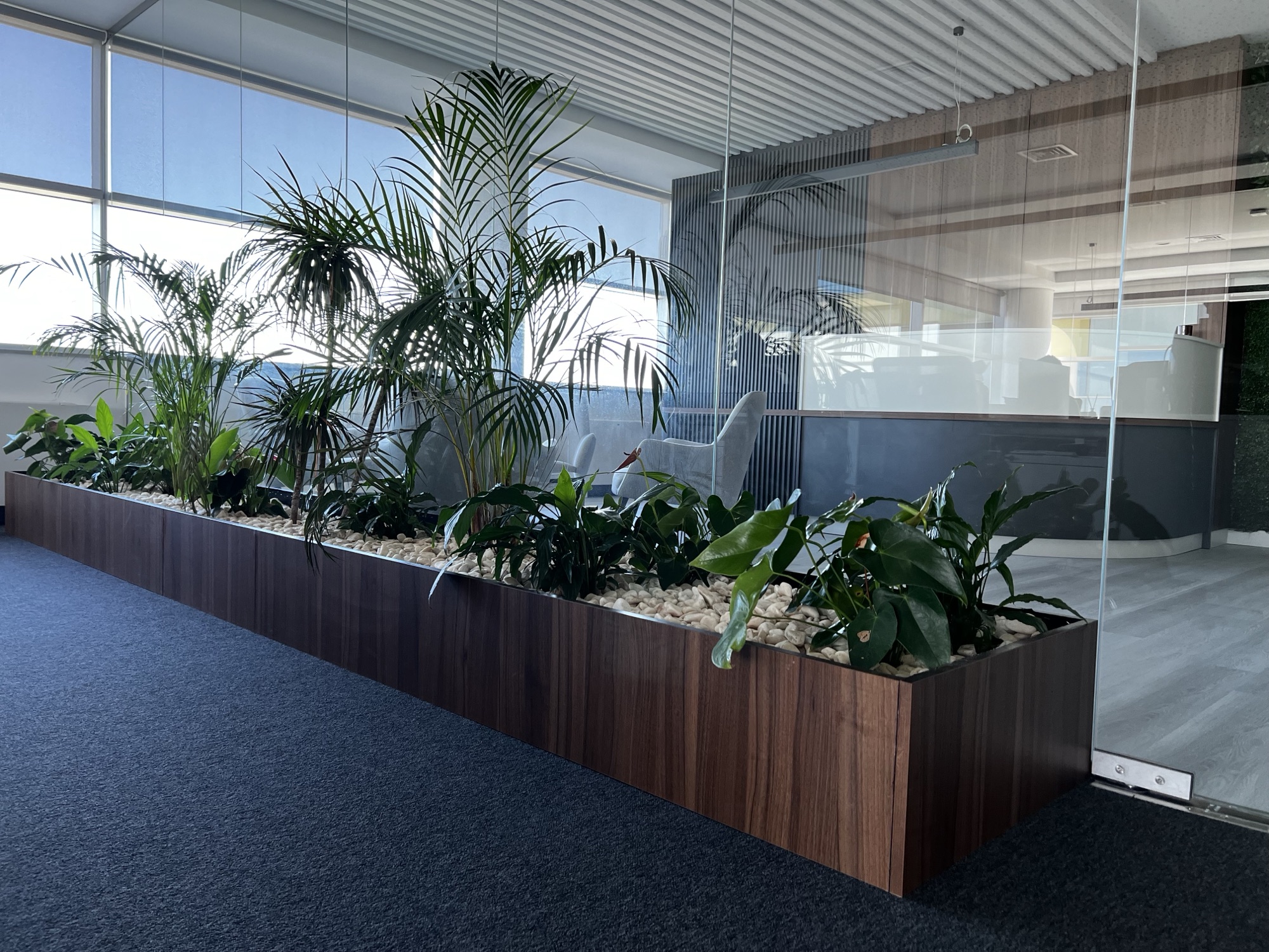 Floreira por medida em nogueira com plantas tropicais, separando zonas atraves de divisoria em vidro